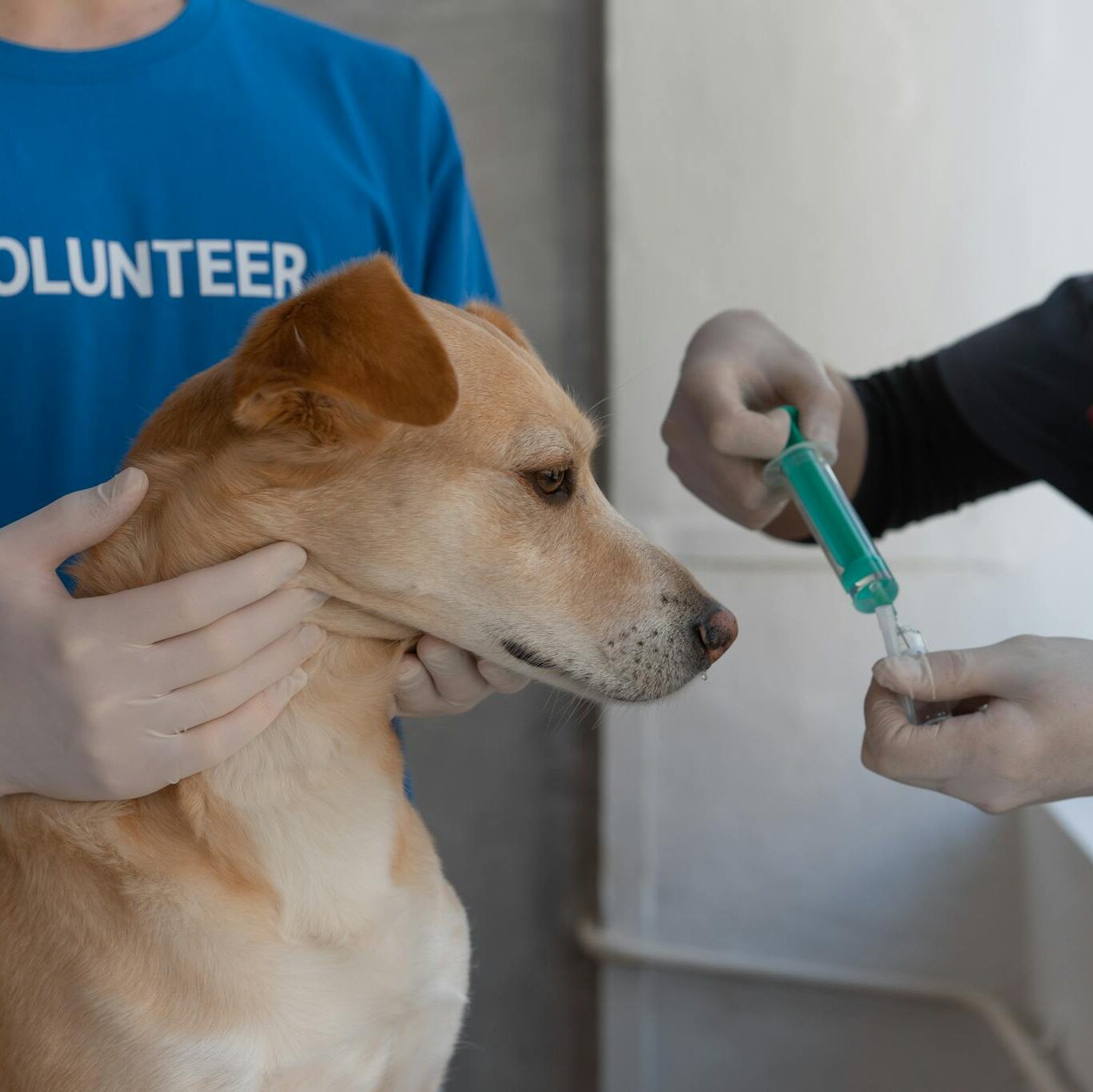 A veterinarian prepares to vaccinate a dog, assisted by a volunteer in a clinic setting.