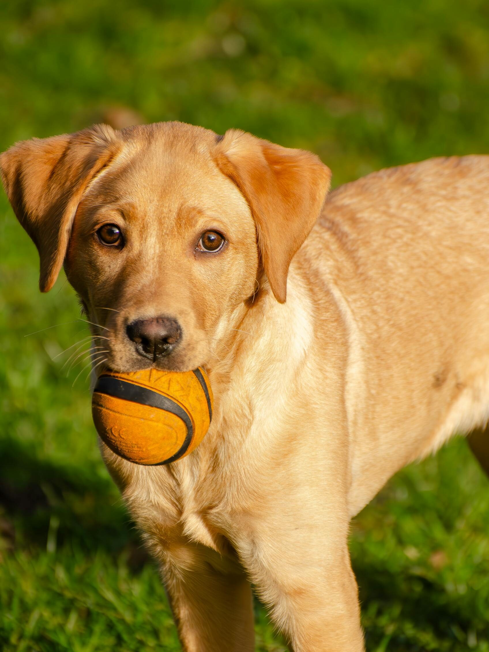 Adorable Labrador puppy with a ball in mouth on a green lawn.